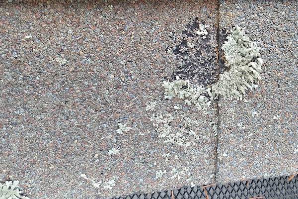Roof Damage by Lichens